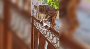 A cat who laughs in the face of danger
