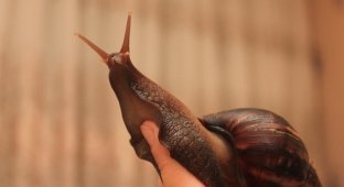 On the Spanish island of Tenerife, African snails keep tourists at bay (4 photos)