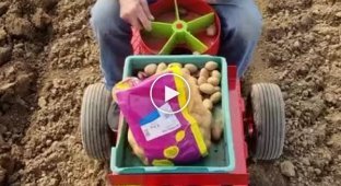 An easy and comfortable way to plant potatoes