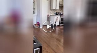 Dovled: a cat's hilarious reaction to the appearance of a red brother