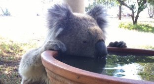 Предприимчивый австралиец нашел способ спасти коал, умирающих от жажды (4 фото + 1 видео + 1 гиф)