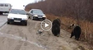 Как дальнобойщики кормят медвежат с рук