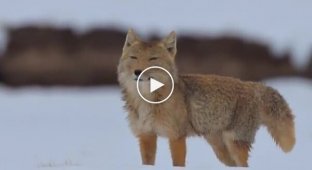 Meme Tibetan fox during a hunt