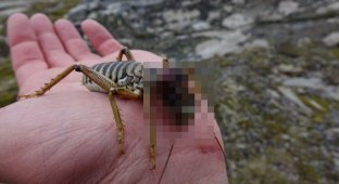 Горная каменная вета: фантастический жук из Новой Зеландии (7 фото)