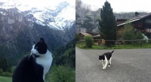 The cat helped a tourist lost in the mountains to find his way home (3 photos)