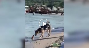 A smart dog stole a bottle of beer from people on the beach in Odessa