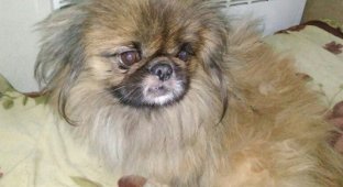 A beautiful Pekingese that was abandoned by its owners (6 photos)