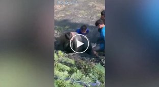 Friends prevented an overweight fisherman from drowning in a Thai swamp
