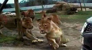 Львы напали на машину с детьми в сафари-парке (8 фото + 1 видео)
