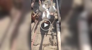 Бонджорно!: жестокое нападение гусей