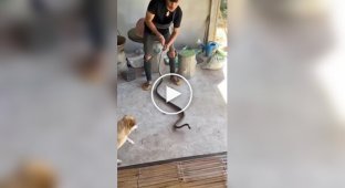 Grandmother shows miracles of agility when she meets snake