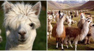 Alpacas are not only valuable fur (7 photos)