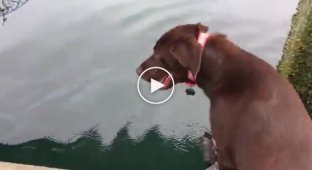 An unusual walk. Otter plays with dogs