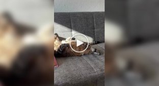 A cat was pleased with a gift