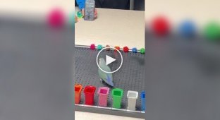 Попугай попал в Книгу рекордов Гиннесса благодаря умению различать цвета