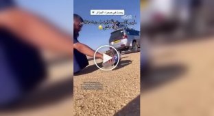 В Алжире орлы падают на землю от сильной жары