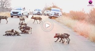 Гиеновые собаки стали причиной затора на дороге