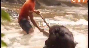 Неравнодушные люди спасли орангутана из бурной реки