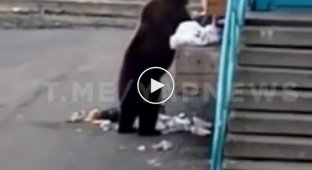 Помойный кот. Встреча мужчины с медведем в Норильске