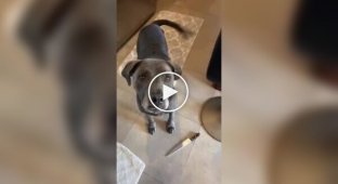 Girl trained her dog to stop her from staring at her phone