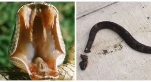 Как змеи ухитряются продолжать жить после обезглавливания? (5 фото)