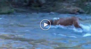 The owner of the pit bull could not believe his eyes when he saw that he pulled the dog out of the water ...