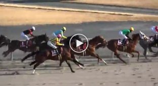At the races, the horse was left without a jockey - but this did not prevent his victory