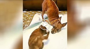 Dog teaches a puppy without paws to stand on its own