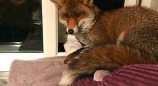 A sly fox comes into the house to sleep on the cat's bed