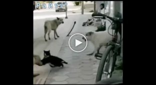 Karate cat takes care of 4 dogs on a road in Turkey