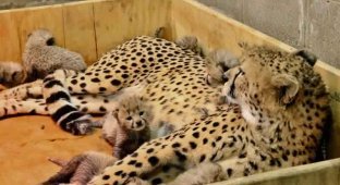 Record number of cheetah cubs born in US (6 photos)