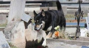 Собака 11 лет живет на могиле хозяина (4 фото)