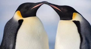 Императорские пингвины на острове Сноу Хилл Айлэнд, Антарктика (18 фото)