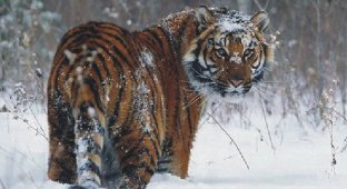 Амурский тигр в Приморье ранил стрелявшего в него охотника (10 фото)