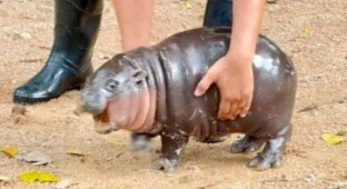 Totem animal: a baby pygmy hippopotamus from Thailand became a star of social networks (11 photos)