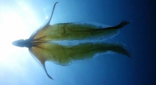 Осьминог-одеяло: 2 метра живой «простыни» приводят хищников в ступор (11 фото)