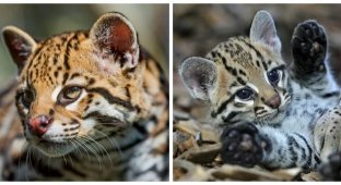 8 удивительных фактов об оцелоте — загадочной кошке джунглей (9 фото)