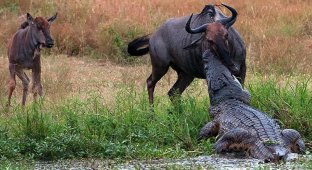 Невероятная схватка бегемота с крокодилом из-за антилопы гну (9 фото)