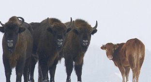 Польській корові захотілося пригод, тому вона втекла від пана до зубрів, які її бережуть (6 фото)