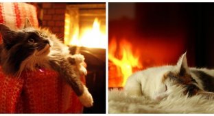 Cats by the fireplace (26 photos)