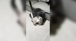 Котячий реслінг
