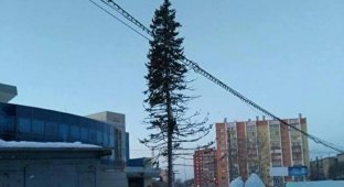 Жителей Копейска возмутила лысая елка на центральной площади города (2 фото)