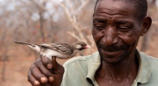 Honeyguide birds have learned to recognize the languages of local African tribes (3 photos)