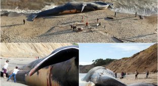 Тушу 24-метрового синего кита прибило к берегу в Калифорни (8 фото + 1 видео)