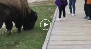 Бизон наказал туристов за попытку сделать слишком близкое селфи