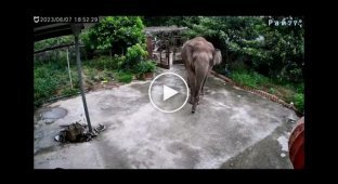 Дикий слон не испугался псов и вломился в частное владение в Китае