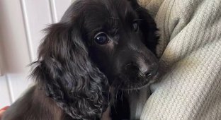 A puppy with six legs was found in a parking lot in the UK (3 photos)