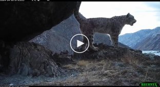 Фотопастки зафіксували спів снігових барсів