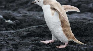 Редкий пингвин-блондин (3 фото)