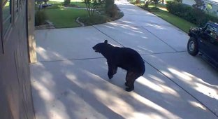 The bear broke into the house and drank several cocktails (4 photos + 1 video)